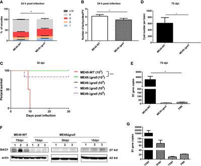 Toxoplasma gondii gra5 deletion mutant protects hosts against Toxoplasma gondii infection and breast tumors